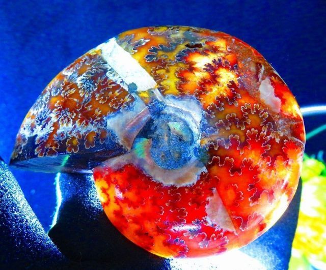 数万個の中の一個☆天然マダガスカル産 ☆ 縫合線オパールアンモナイト