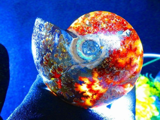 数万個の中の一個☆天然マダガスカル産 ☆ 縫合線オパールアンモナイト