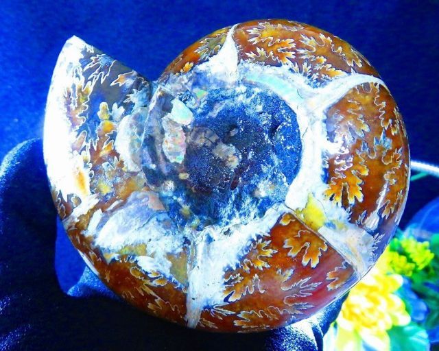 数万個の中の一個☆天然マダガスカル産 ☆ 縫合線オパールアンモナイト