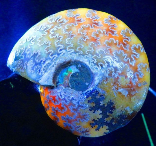 新品 マダガスカルのアンモナイト化石　超大　本物希少 共生タイプ　貴重品　置物 新品マダガスカルのアンモナイト化石 超大本物希少 貴重品 置物限定1個