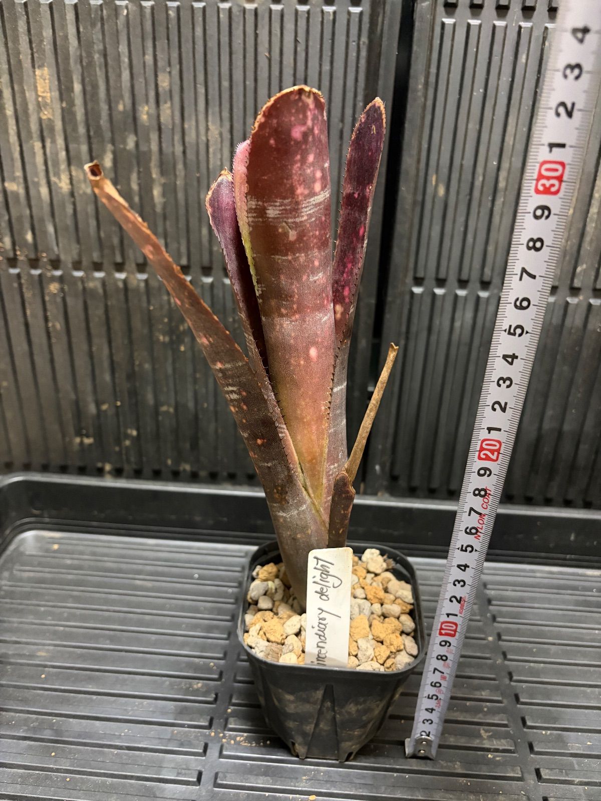 Xmasセール ビルベルギア Billbergia Incendiary Delight - メルカリ