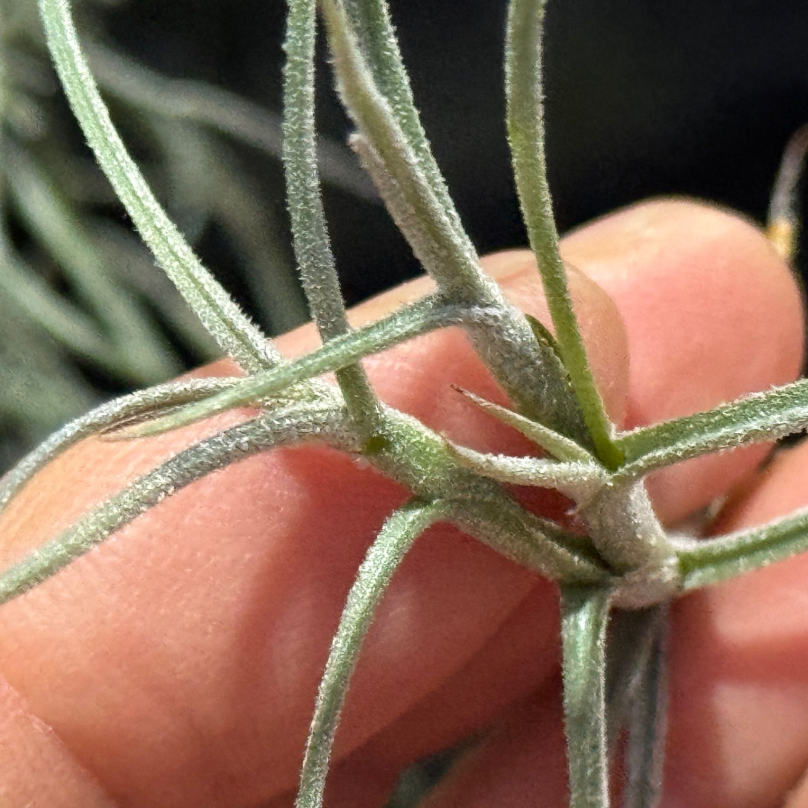 現品＊ 芳香花品種＊ 肉厚がっちり株＊ 来年開花見込株＊ チランジア