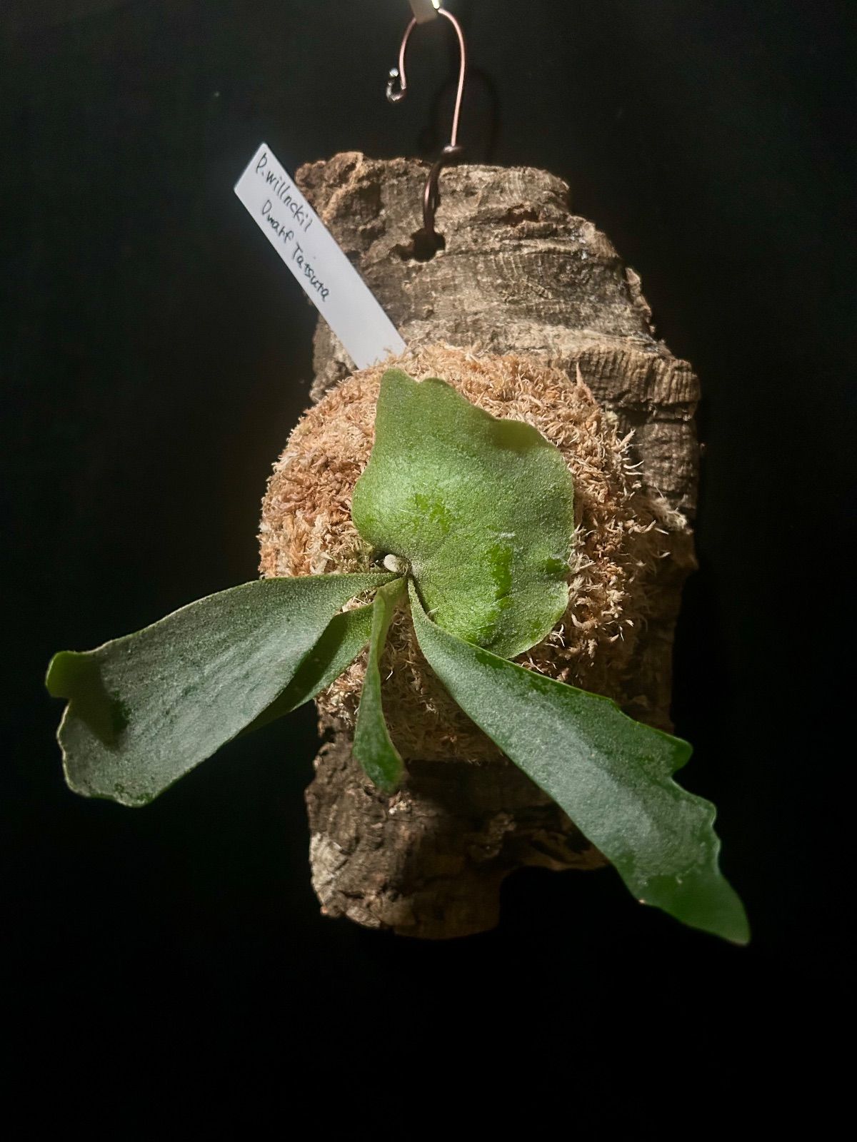 ビカクシダ　ウィリンキー　ドワーフタツタ ビカクシダ ウィリンキー ドワーフタツタ 12 | ビザールプランツを育て