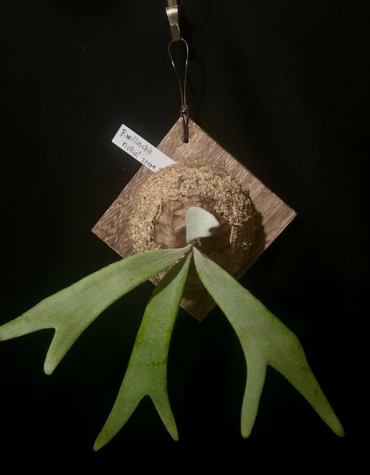 Platycerium willinckii “Nukul” spore 板付 - メルカリ