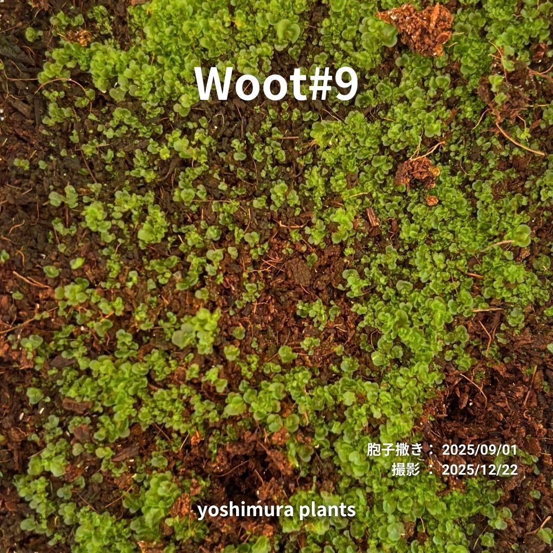 胞子] Woot#9 ビカクシダ - メルカリ