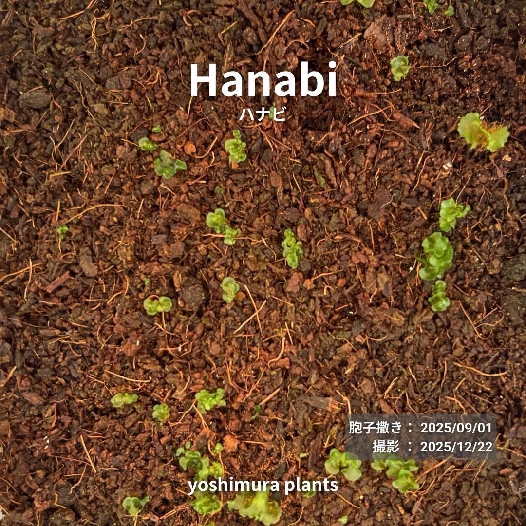 P.HANABi タグ付 親株 胞子付 今週まで 胞子] Hanabi ハナビ ビカクシダ - メルカリ