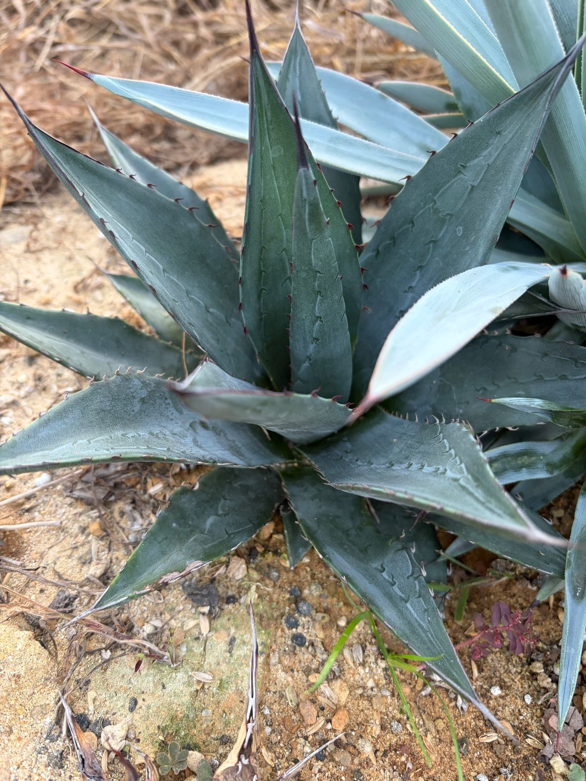 アガベ オバティフォリア×ビクトリアレジーナ - メルカリ