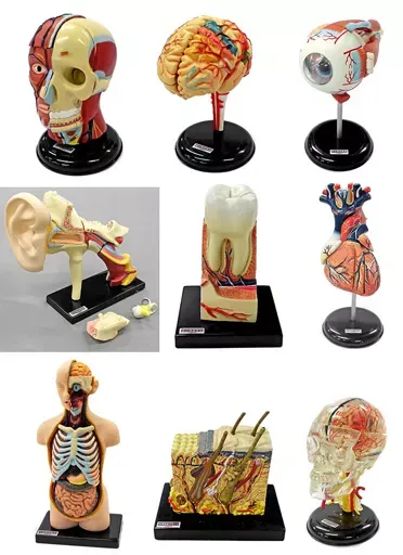 2026年最新】人体解剖図鑑 ユージンの人気アイテム - メルカリ