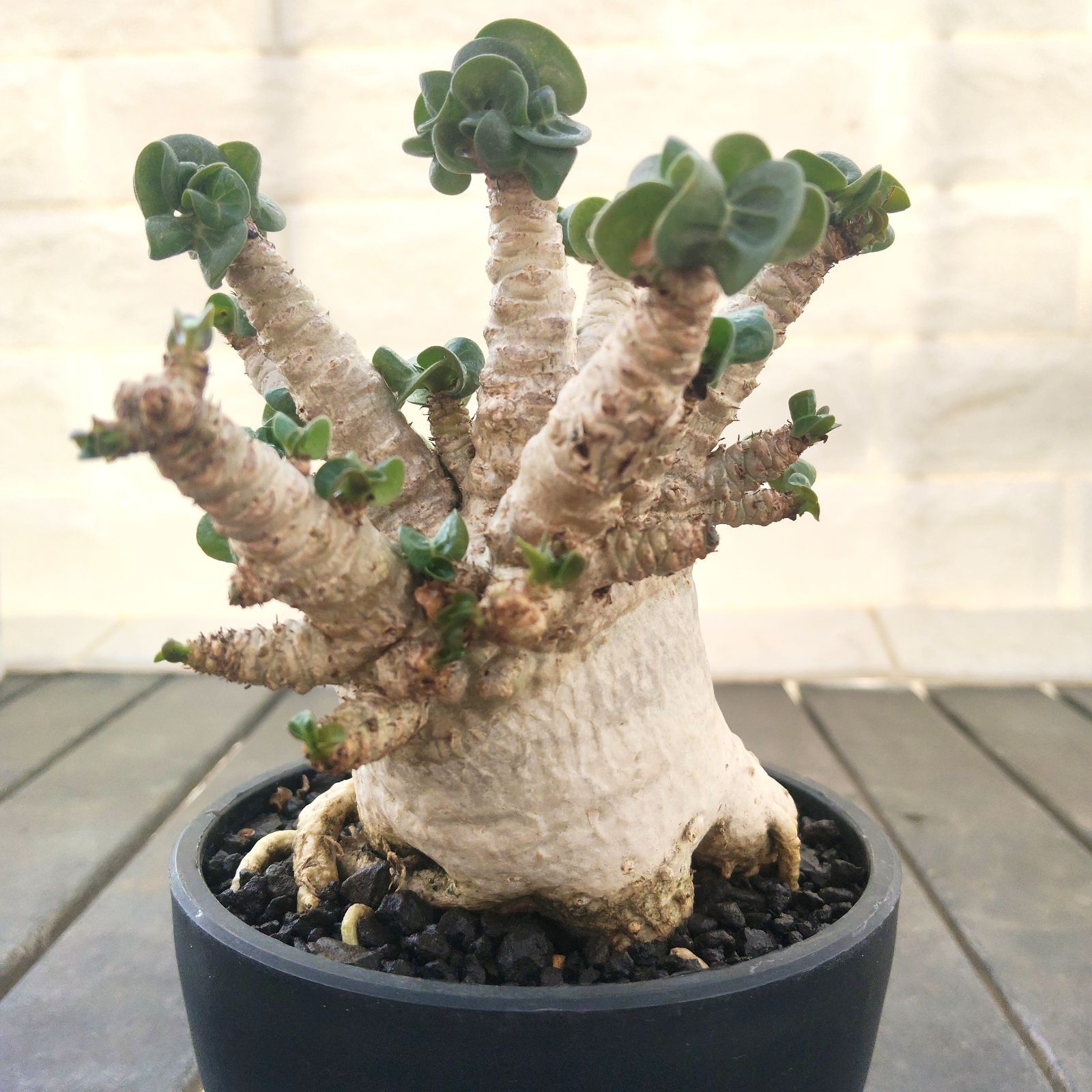 a60 ドーセットホーン アデニウム 獅子葉 塊根植物 コーデックス 