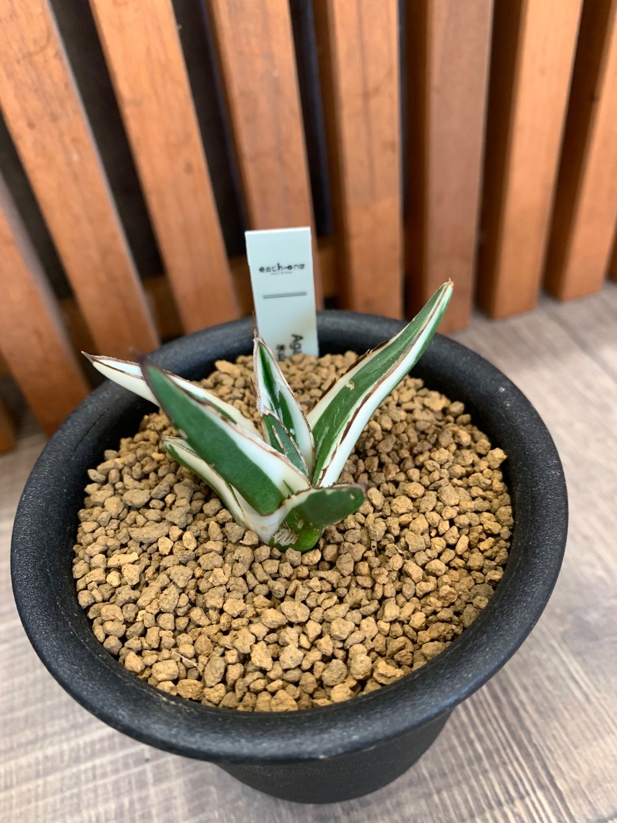 アガベ 氷山 3号鉢ごと - メルカリ