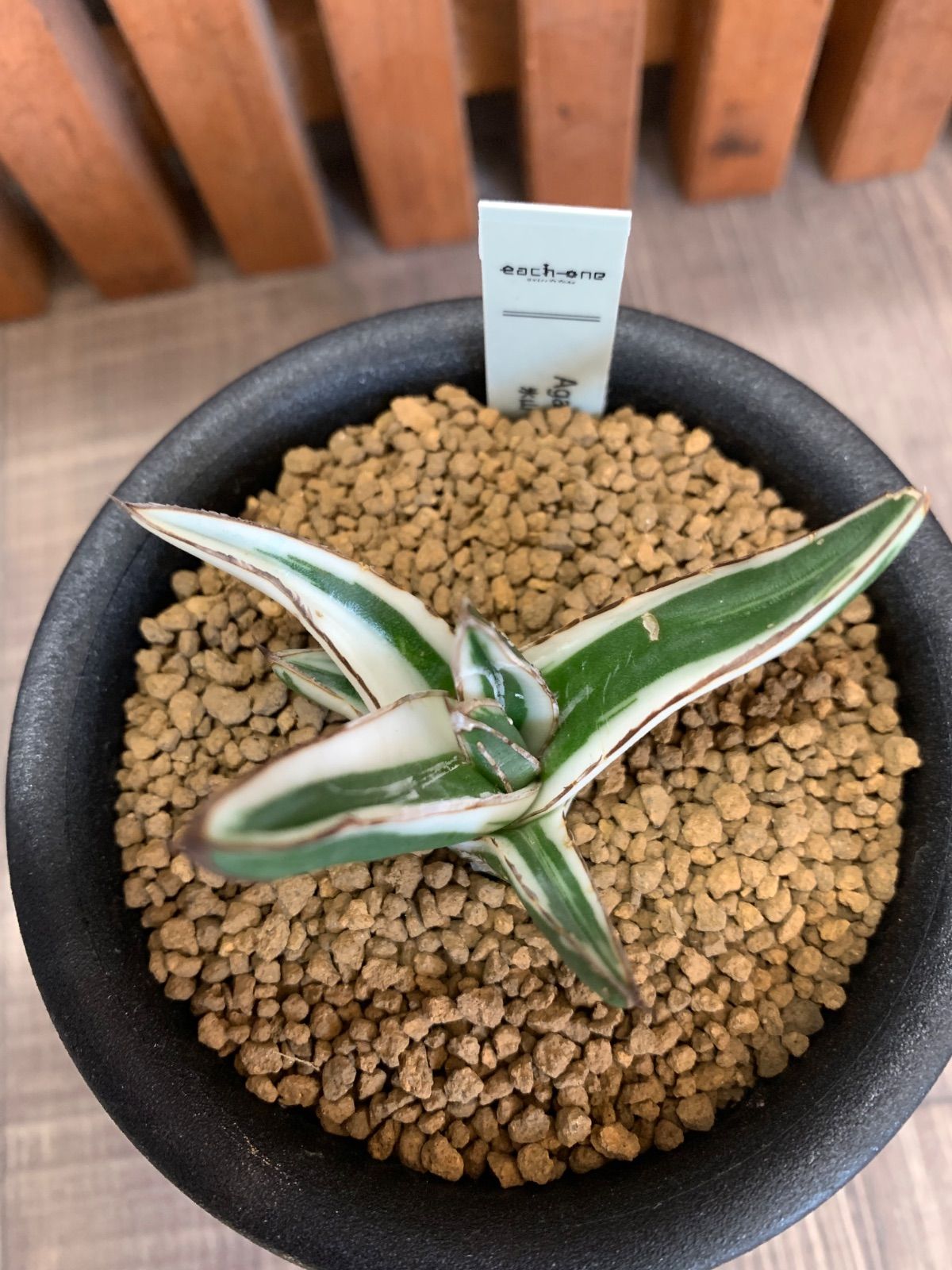 アガベ 氷山 3号鉢ごと - メルカリ