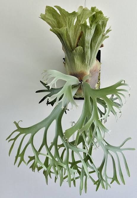 年末大売り出し開催中】Bogor mr suddan 前葉体［育成ガイド付