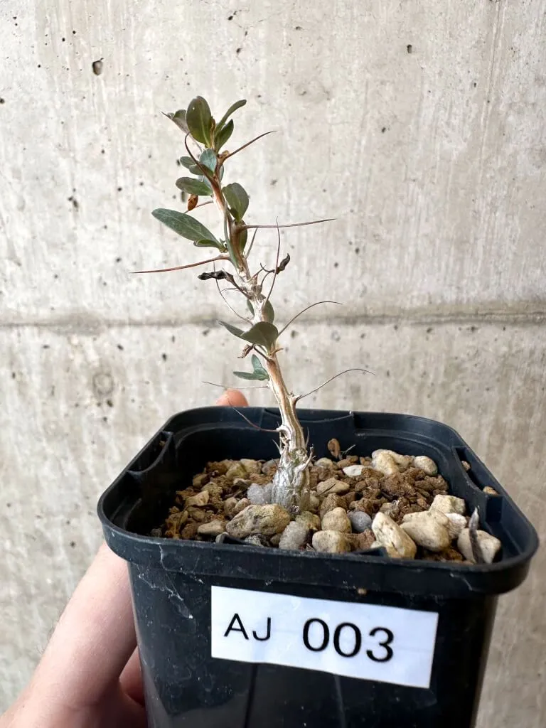 2026年最新】フォークイエリア コルムナリスの人気アイテム - メルカリ