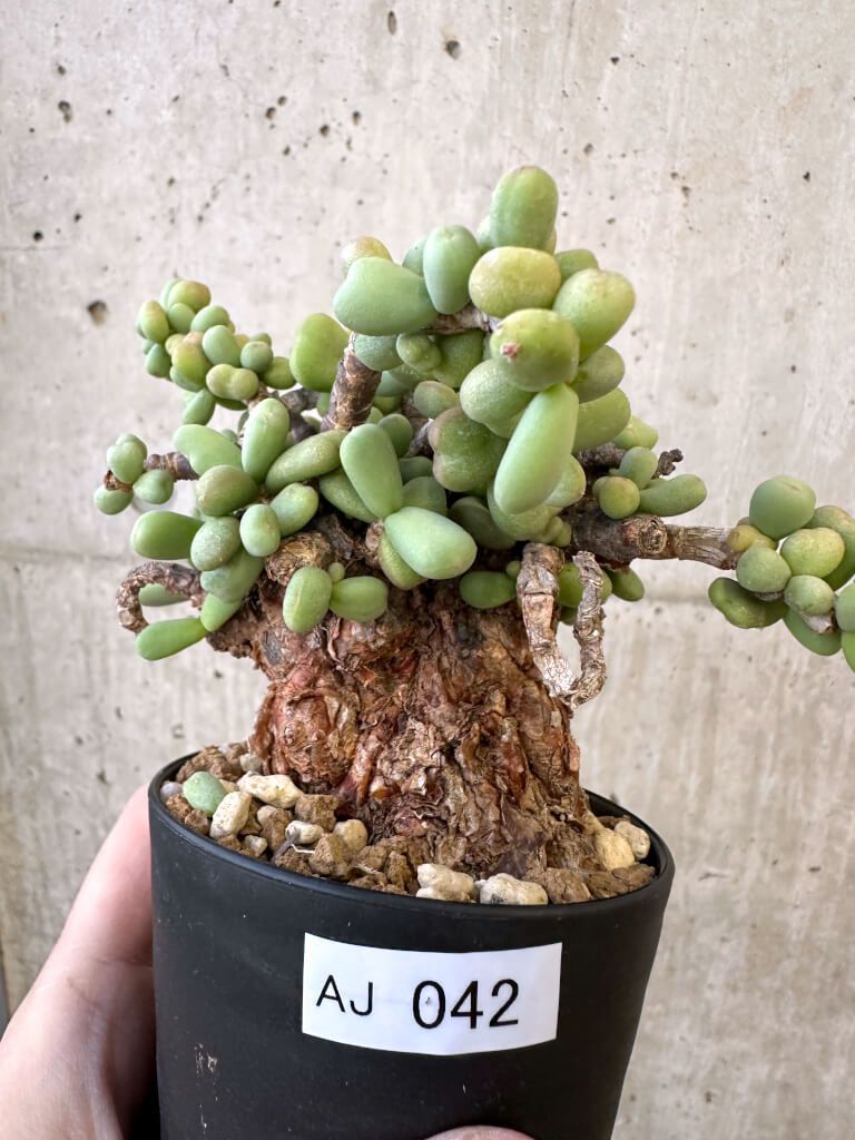 ケラリアピグマエア② 現地株 塊根植物 多肉植物 観葉植物 ケラリア・ピグマエアの基本情報・育て方｜多肉植物・サボテン図鑑