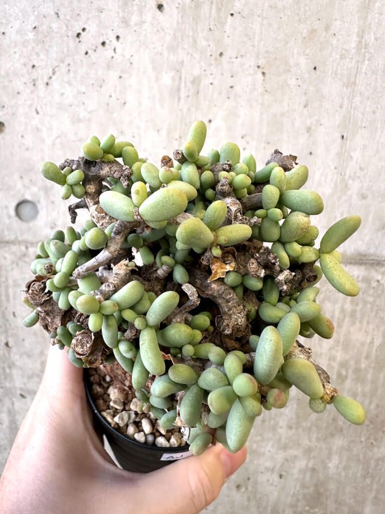 現品限り】ケラリア・ピグマエア 現地株【AJ44】 Ceraria pygmaea