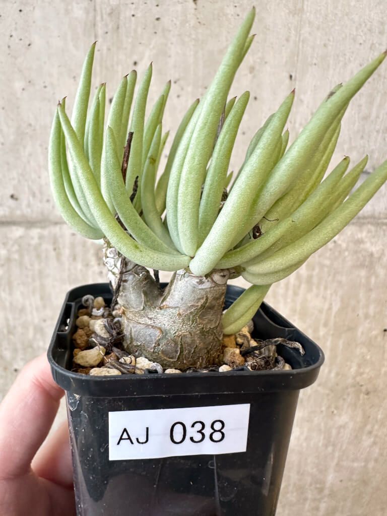 チレコドン　ペアルソニー　実生　コーデックス 塊根植物 チレコドン ペアルソニー 実生 コーデックス 塊根植物 【75日目