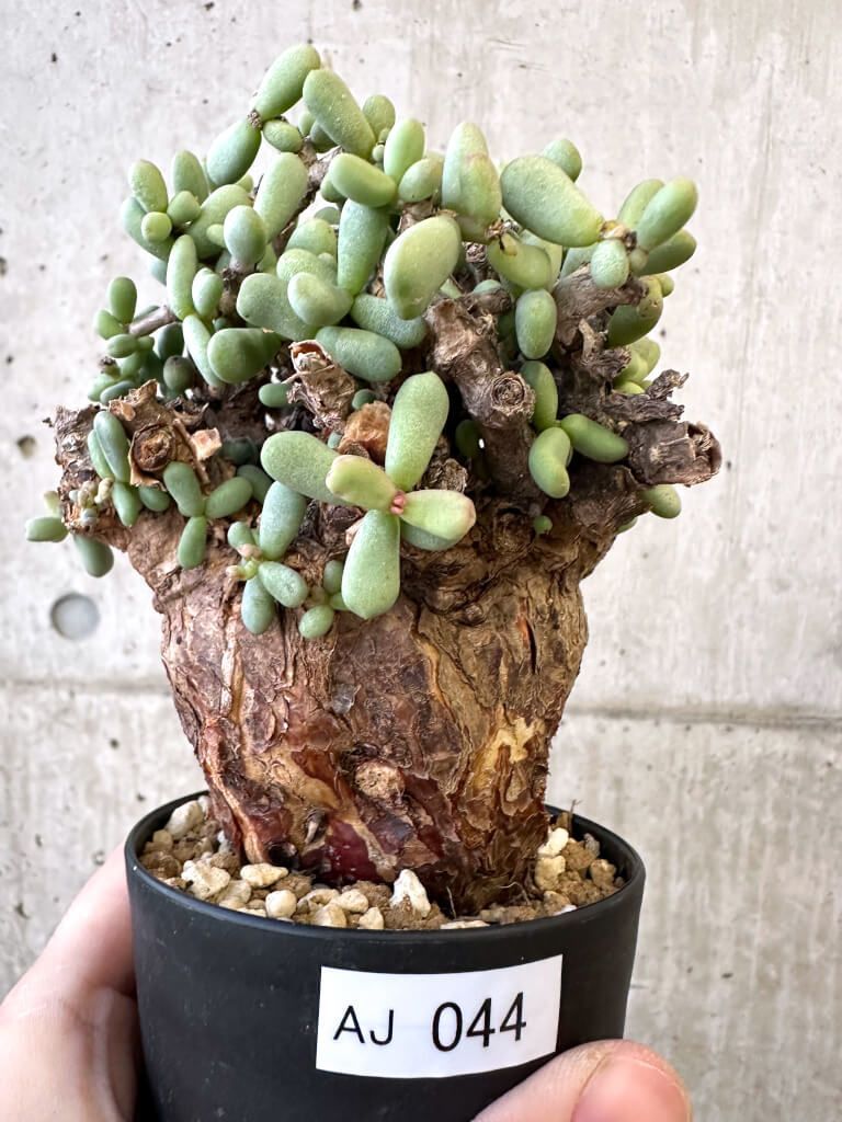 現品限り】ケラリア・ピグマエア 現地株【AJ44】 Ceraria pygmaea