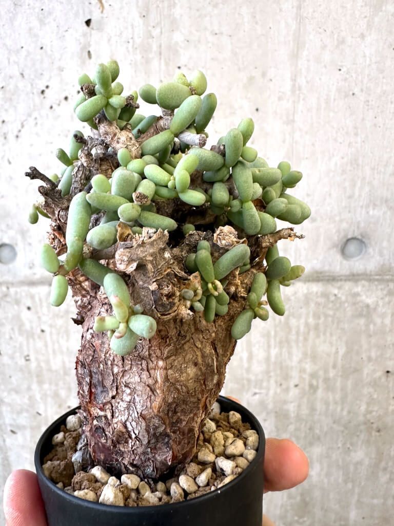 現品限り】ケラリア・ピグマエア 現地株【AJ44】 Ceraria pygmaea