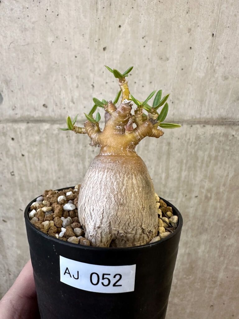 現品限り】パキポディウム・ビスピノーサム【AJ52】 Pachypodium