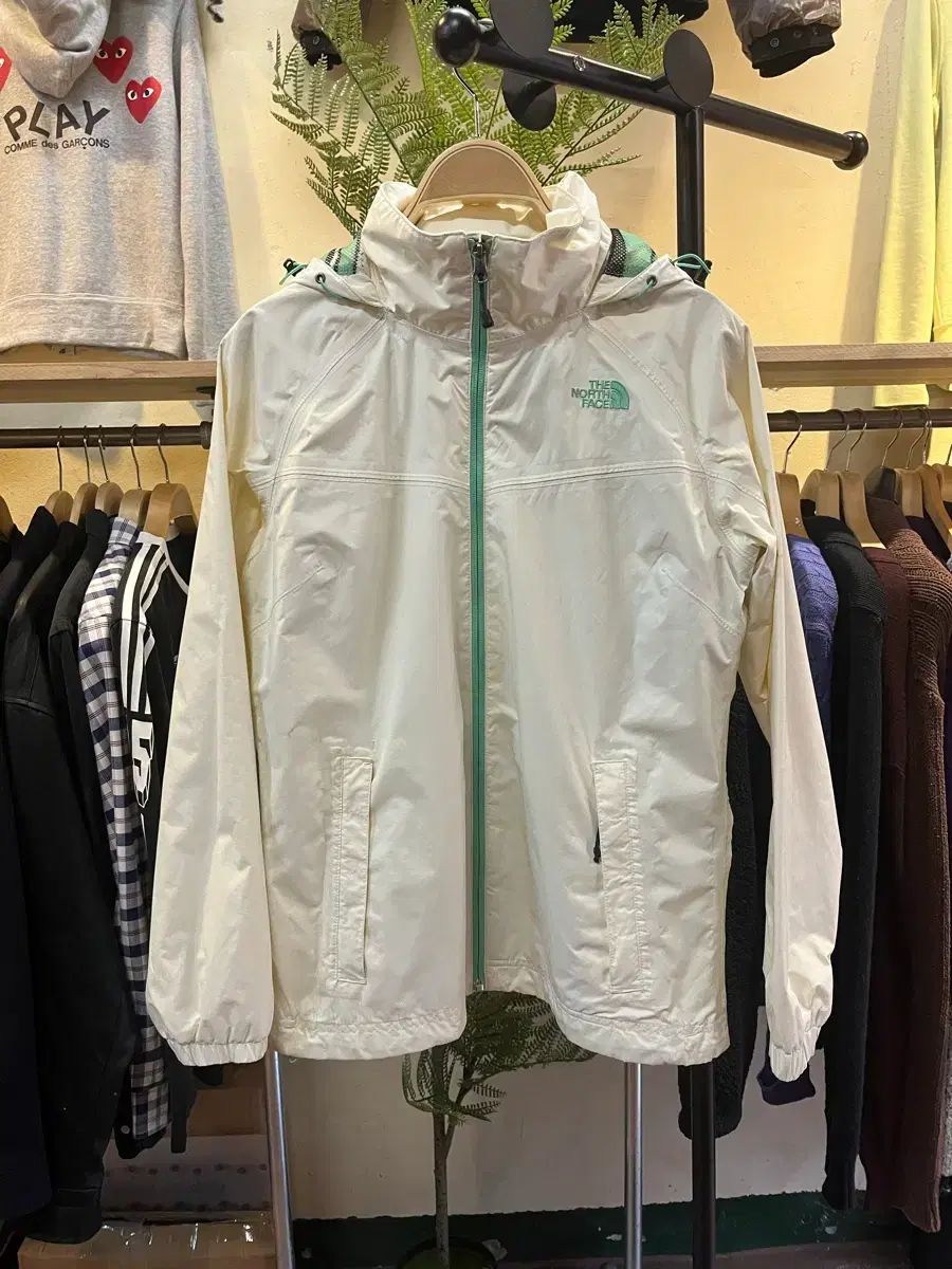 直接取引か着払 2株 アロカリア 苗木 南洋杉 大型170cm超 観葉植物