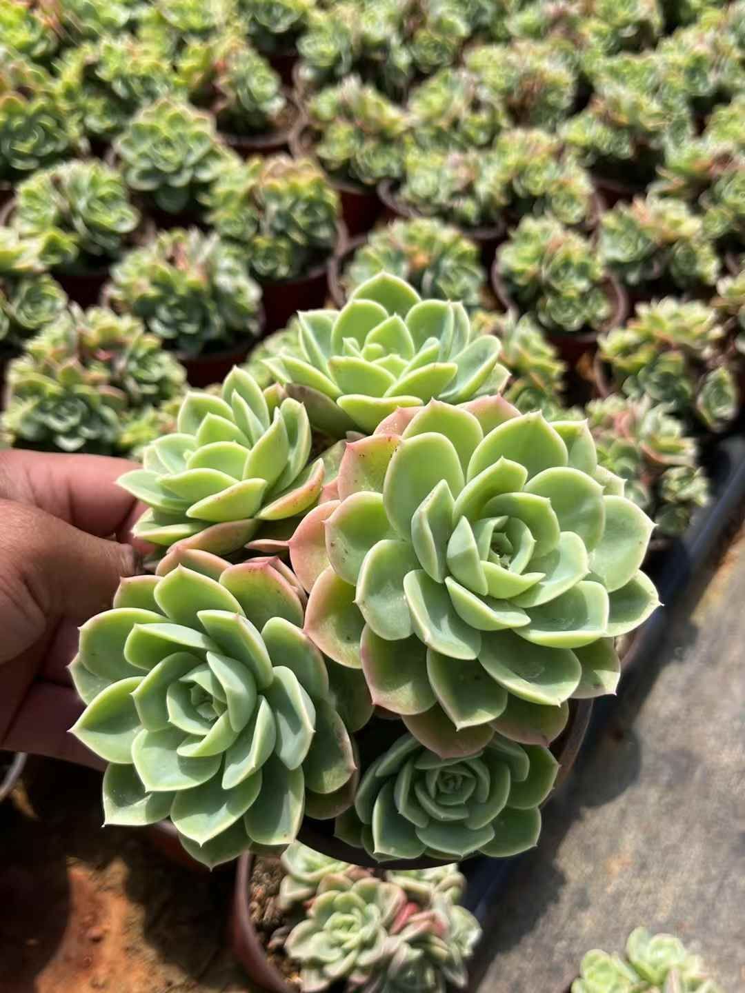 新入荷 ハミメロン×12株 多肉植物 カット苗 エケベリア 韓国苗 寄せ