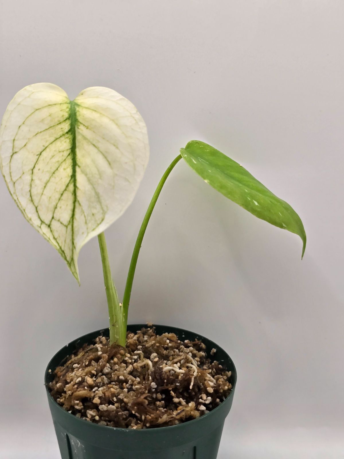 モンステラ ホワイトモンスター ミント（Mint Variegata） Monstera