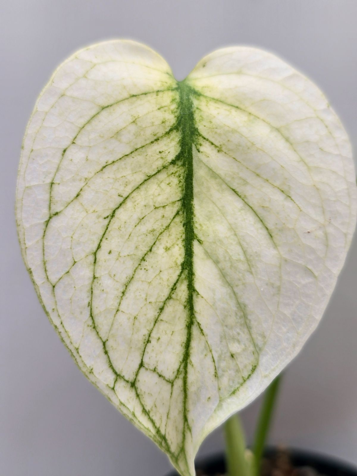 モンステラ ホワイトモンスター ミント（Mint Variegata） Monstera