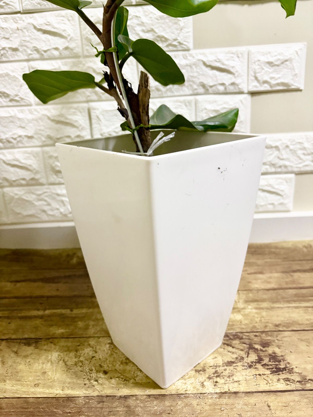 フィカスカシワバゴム⭐️曲がり 観葉植物 - メルカリ