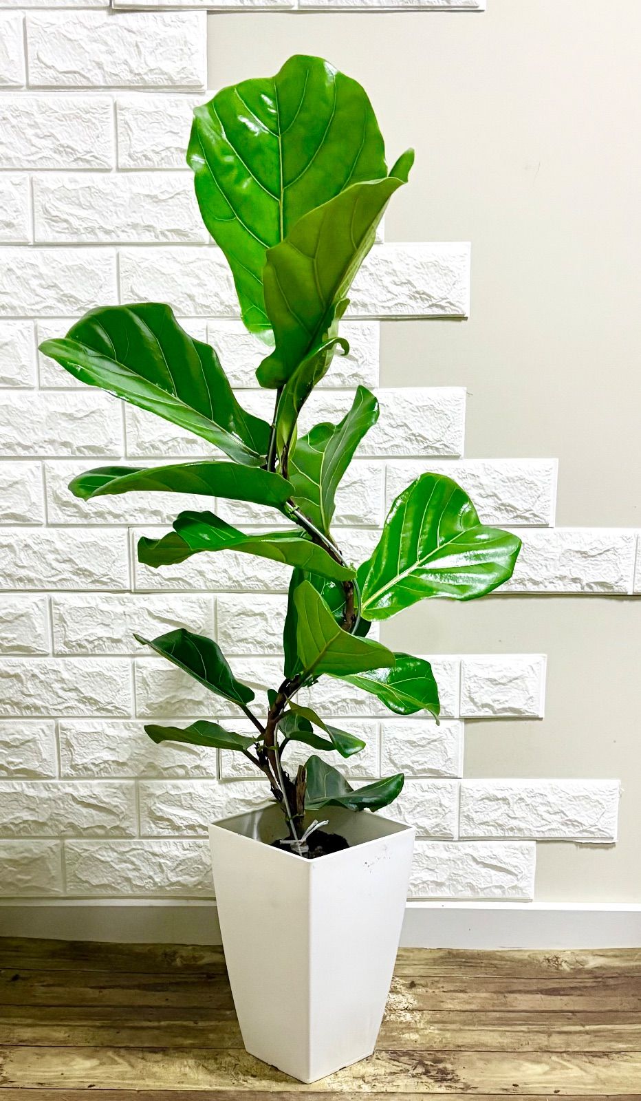 フィカス　ファグラエア　No.001　鉢、送料込　メルカリ便　曲がり フィカス ファグラエア No.001 鉢、送料込 メルカリ便 曲がり - メルカリ