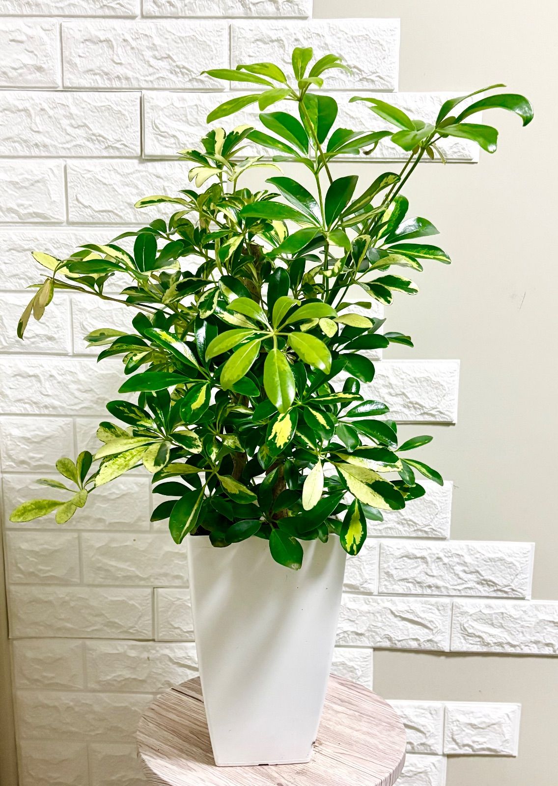 シェフレラカポック⭐️斑入り 観葉植物 - メルカリ