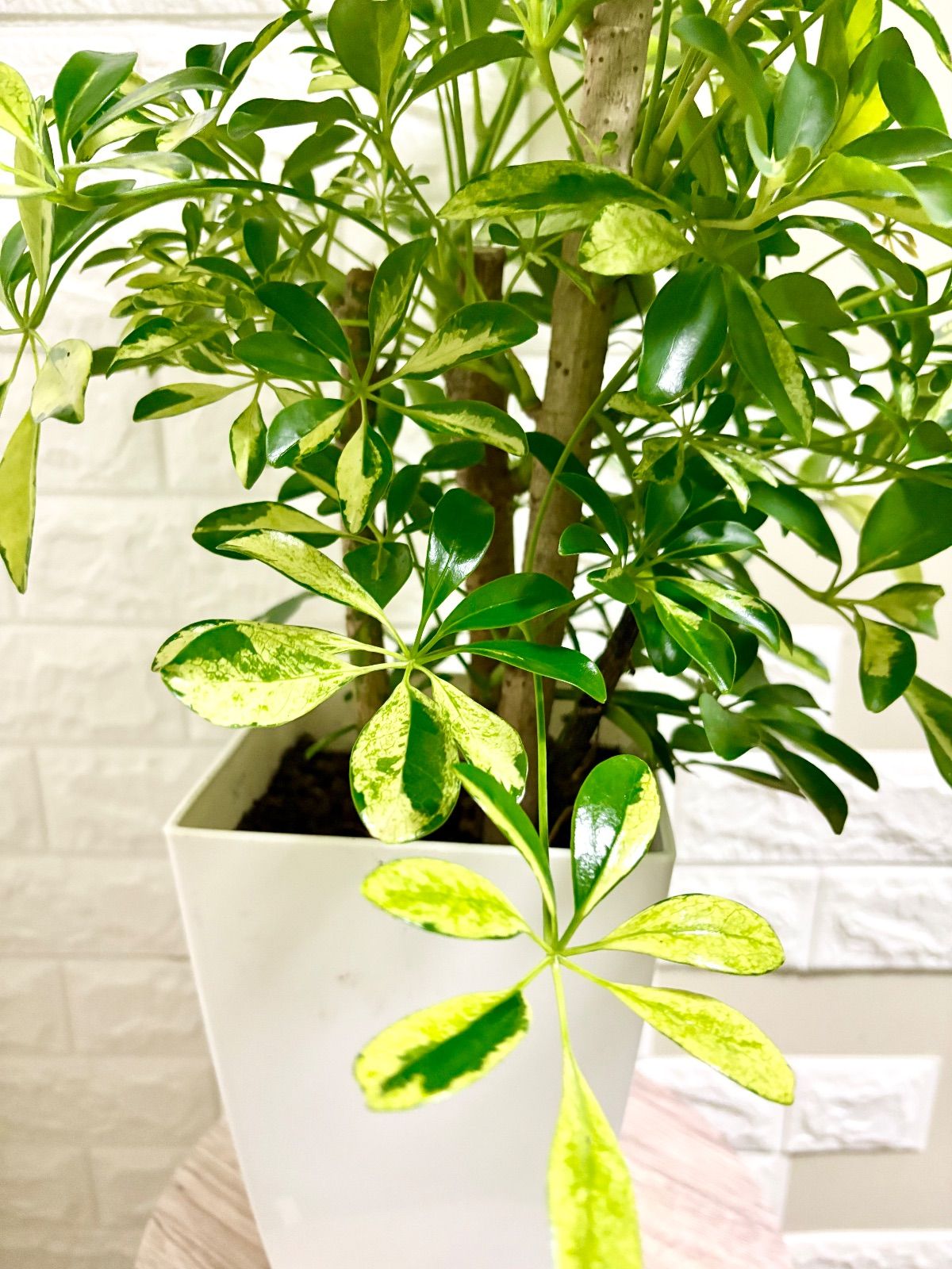 シェフレラカポック⭐️斑入り 観葉植物 - メルカリ