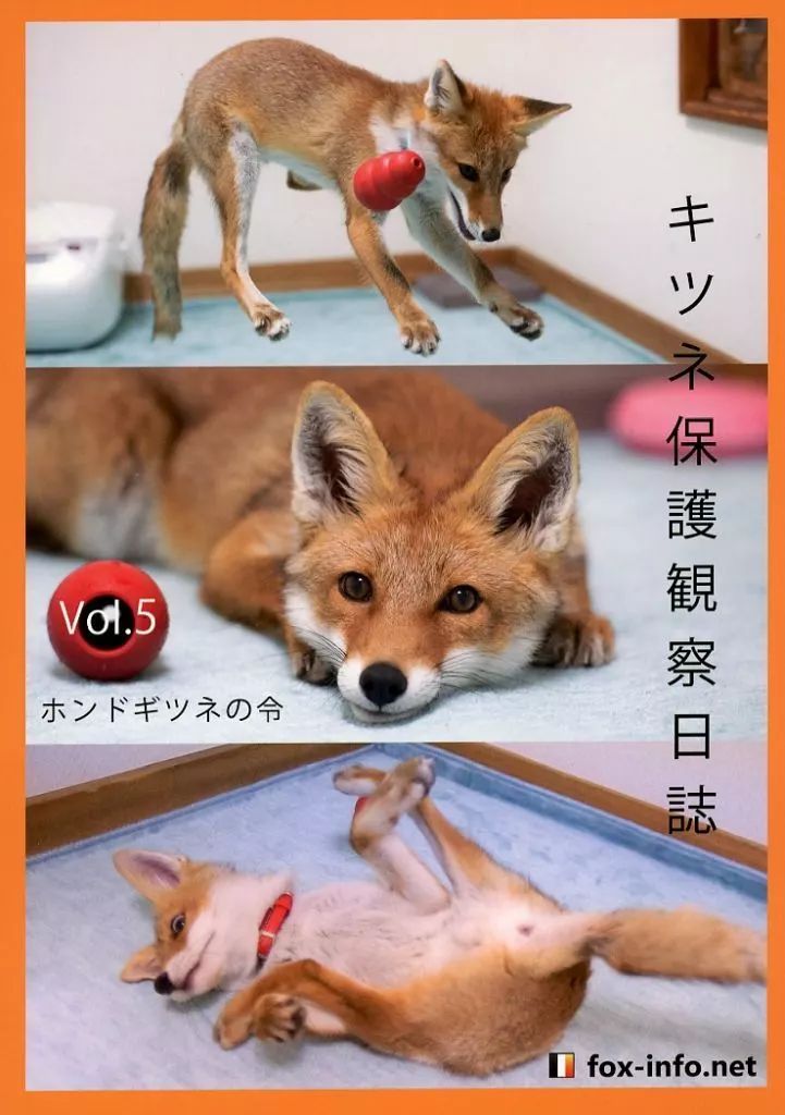 中古】男性向一般同人誌 ≪オリジナル≫ 「キツネ写真集」キツネ保護