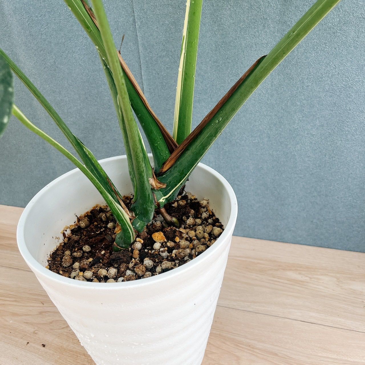 現品］【希少】A6 モンステラ 斑入り 7号 レア 観葉植物 室内 鉢受け皿