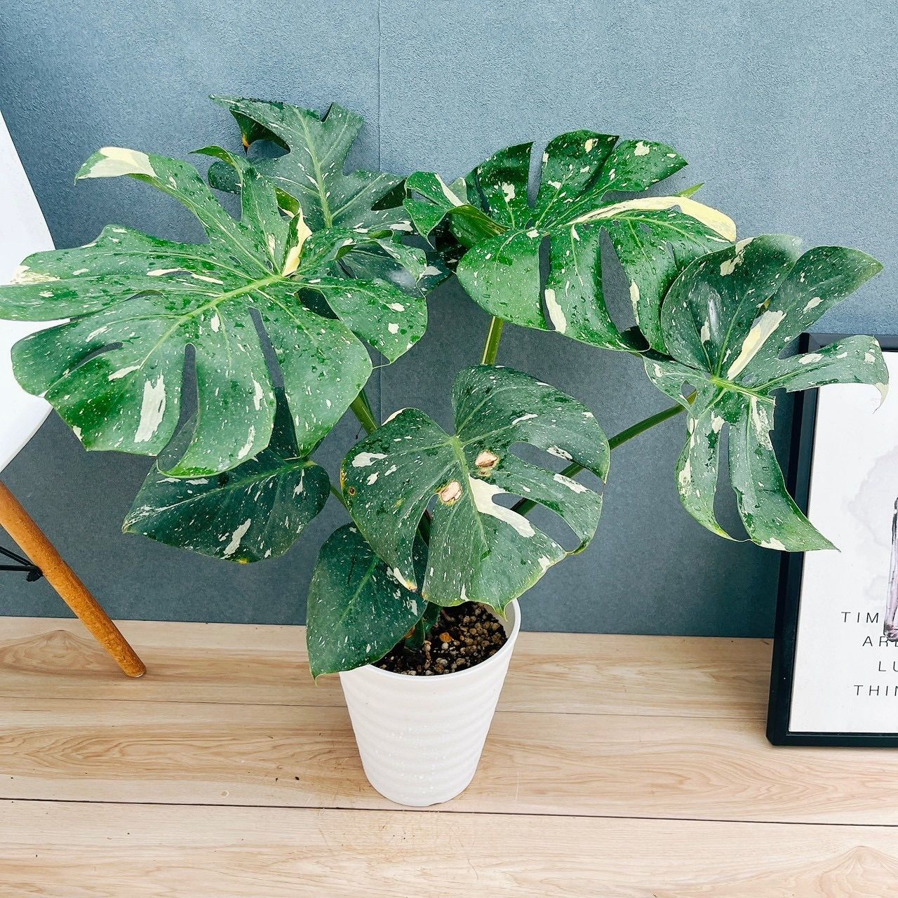 現品］【希少】A6 モンステラ 斑入り 7号 レア 観葉植物 室内 鉢受け皿