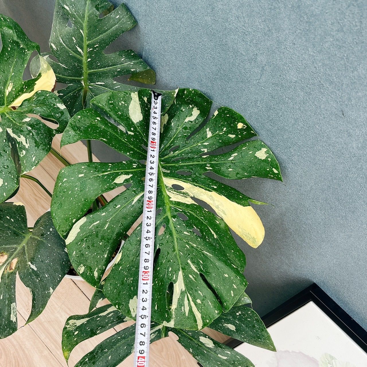 現品］【希少】A6 モンステラ 斑入り 7号 レア クリアランス 観葉植物
