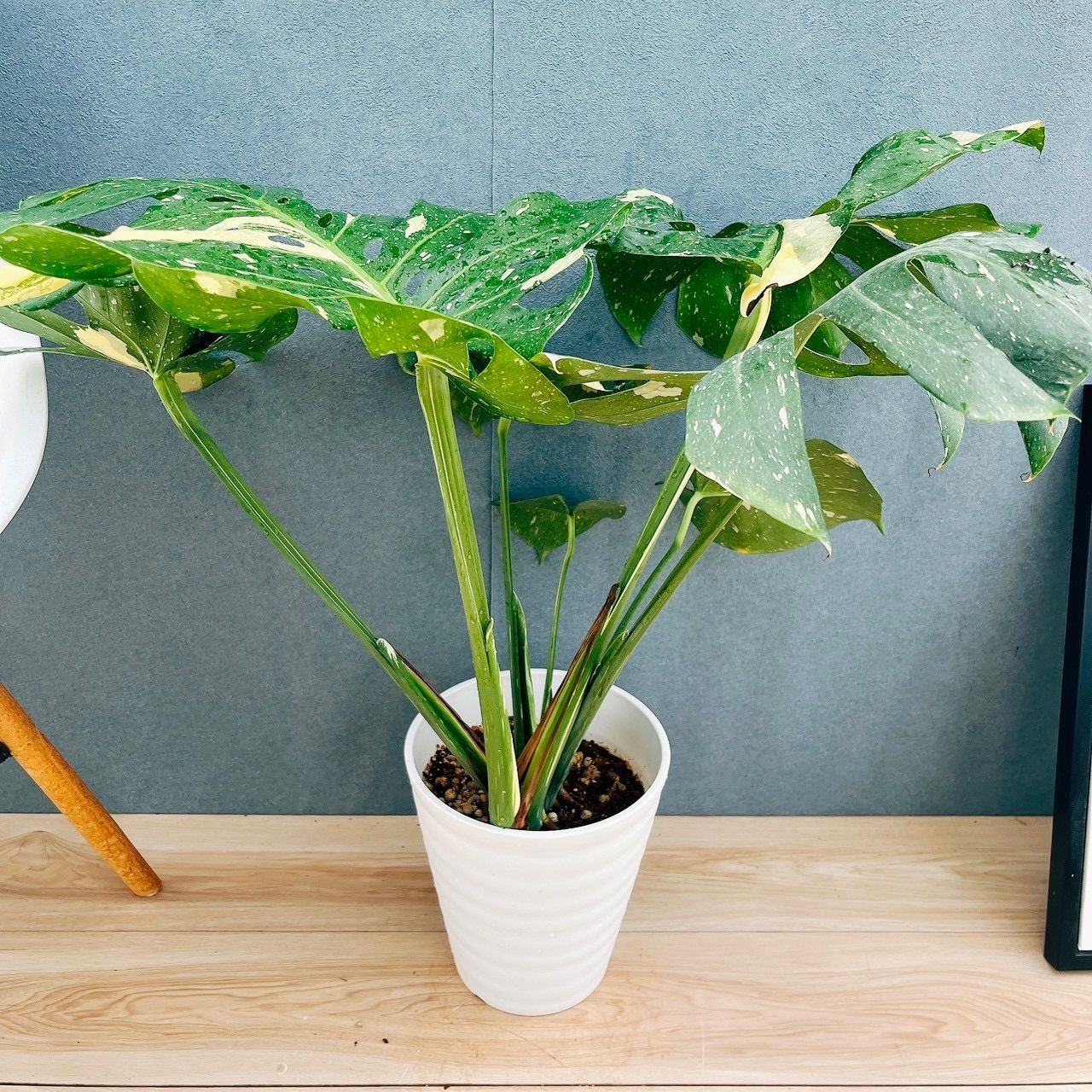 現品］【希少】A6 モンステラ 斑入り 7号 レア 観葉植物 室内 鉢受け皿