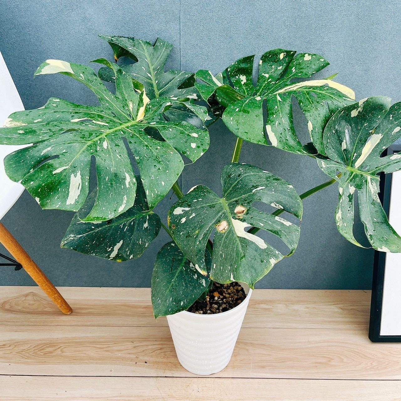 現品］【希少】A6 モンステラ 斑入り 7号 レア 観葉植物 室内 鉢受け皿