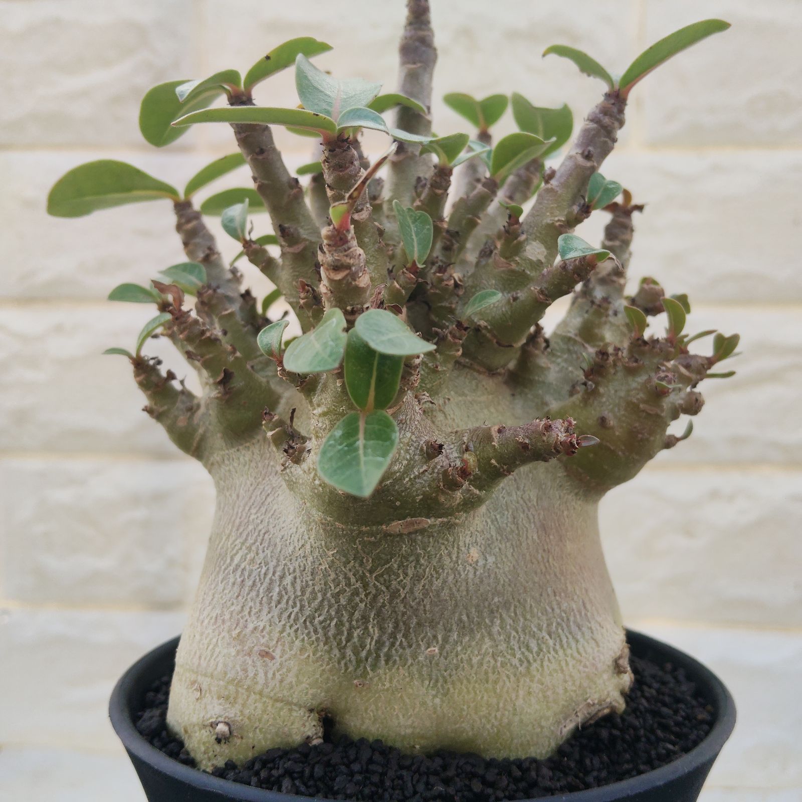 a53 アデニウム ドワーフ ブラックスキン コーデックス 塊根植物