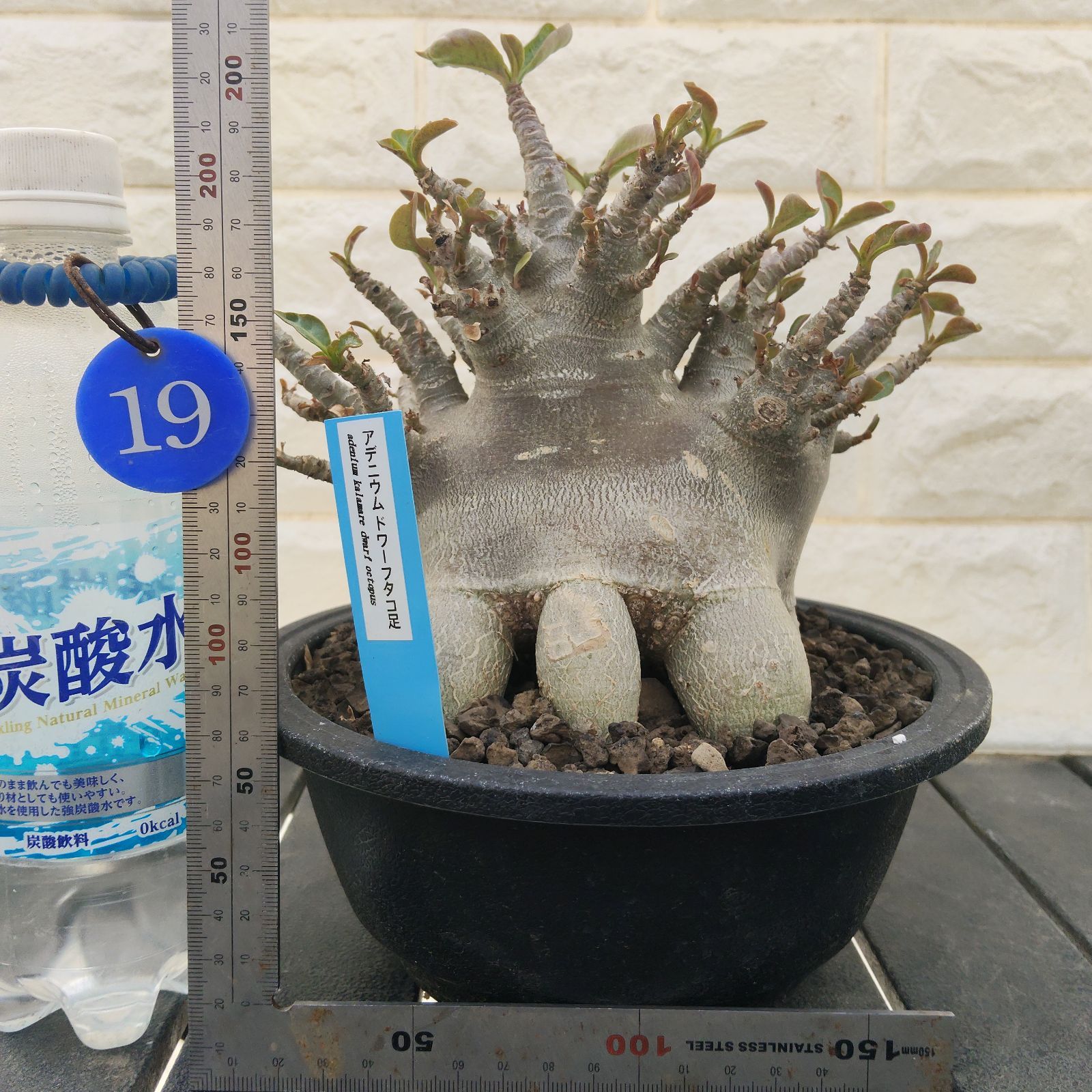 a19 アデニウム タコ足 オクトパス ブラックスキン カラメー