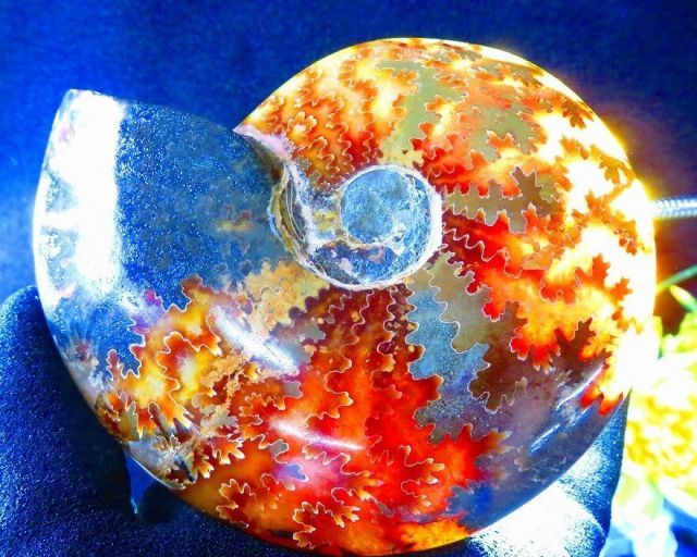 超限定品天然マダガスカル産オパールアンモナイト 化石 100個 超巨大型15ｋｇ 超限定品天然マダガスカル産オパールアンモナイト 化石 100個 超巨大型