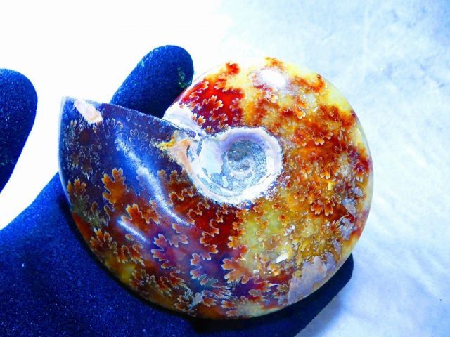 数万個の中の一個☆天然マダガスカル産 ☆ 縫合線オパールアンモナイト