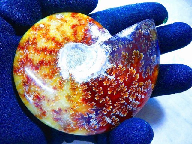 マダガスカル産　縫合糸　アンモナイト　化石　特大型　ハイクオリティ マダガスカル産 縫合糸 アンモナイト 化石 特大型 ハイクオリティ