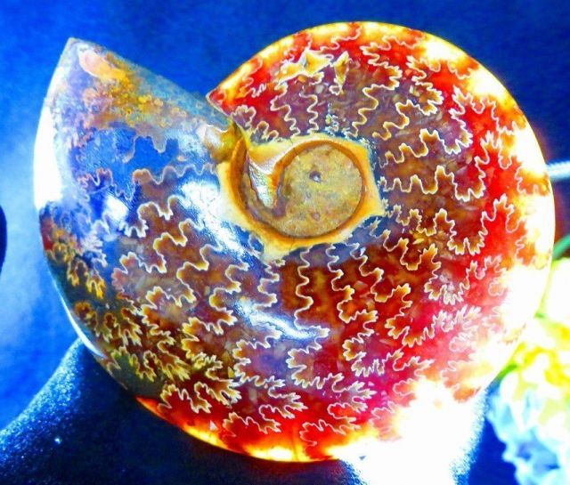 縫合線が美しいアンモナイト化石の標本箱 縫合線が美しいアンモナイト化石の標本箱