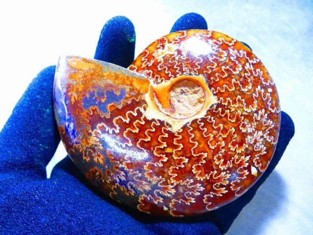 超大型マダガスカル産 アンモナイト化石 数万個の中の一個☆天然マダガスカル産 ☆ 縫合線オパールアンモナイト