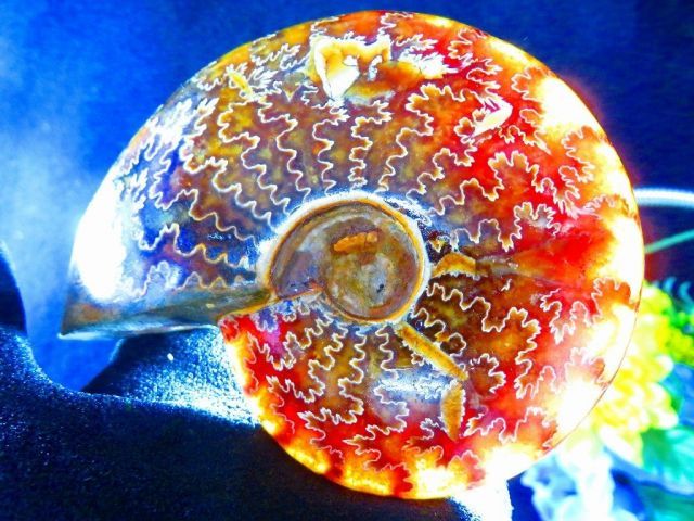 数万個の中の一個☆天然マダガスカル産 ☆ 縫合線オパールアンモナイト