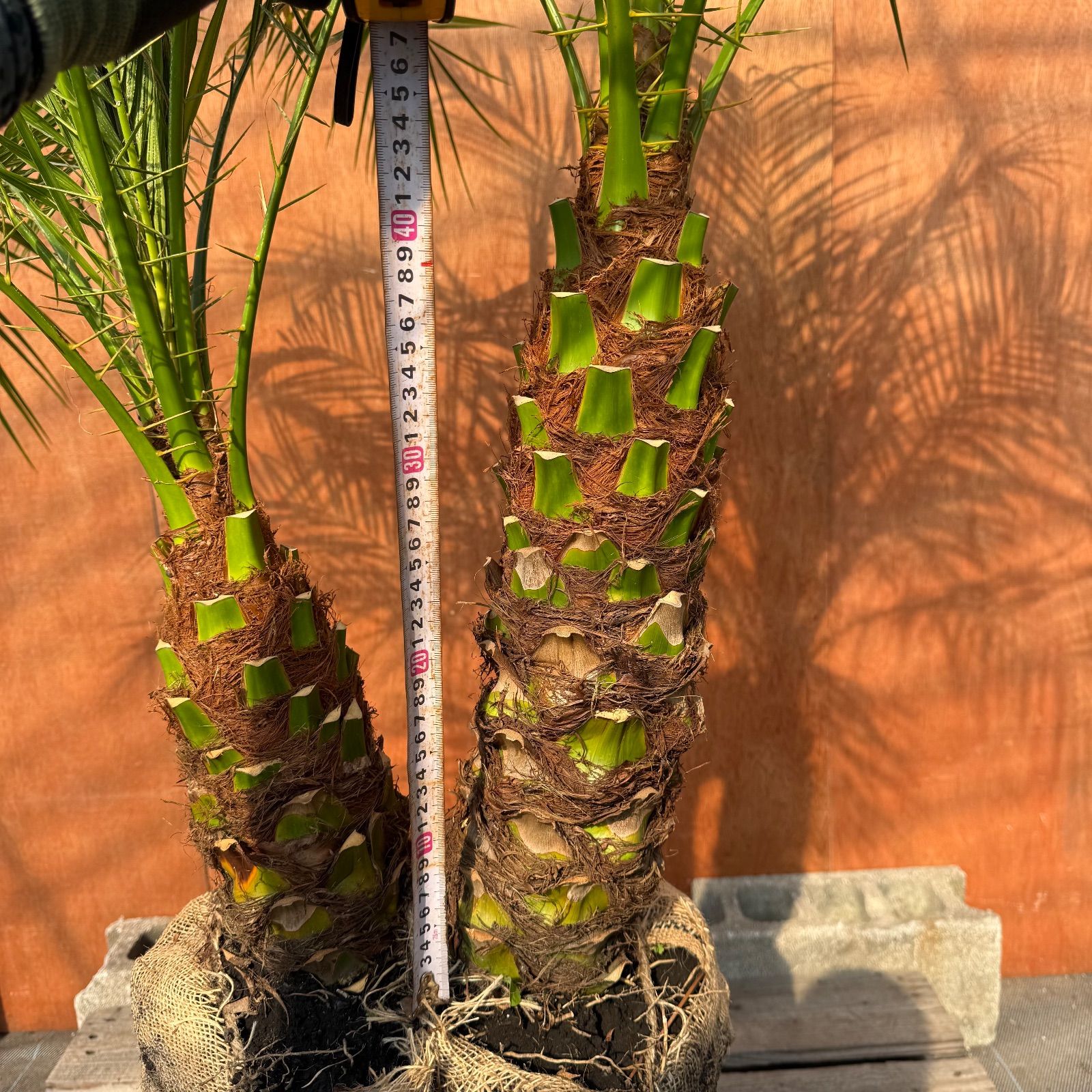 限定株】フェニックス・ロベレニー🌴 2本立ち 希少な極太幹✨ 葉先約