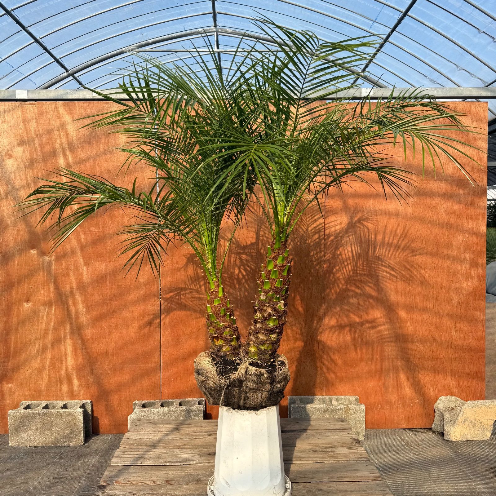 限定株】フェニックス・ロベレニー🌴 2本立ち 希少な極太幹✨ 葉先約