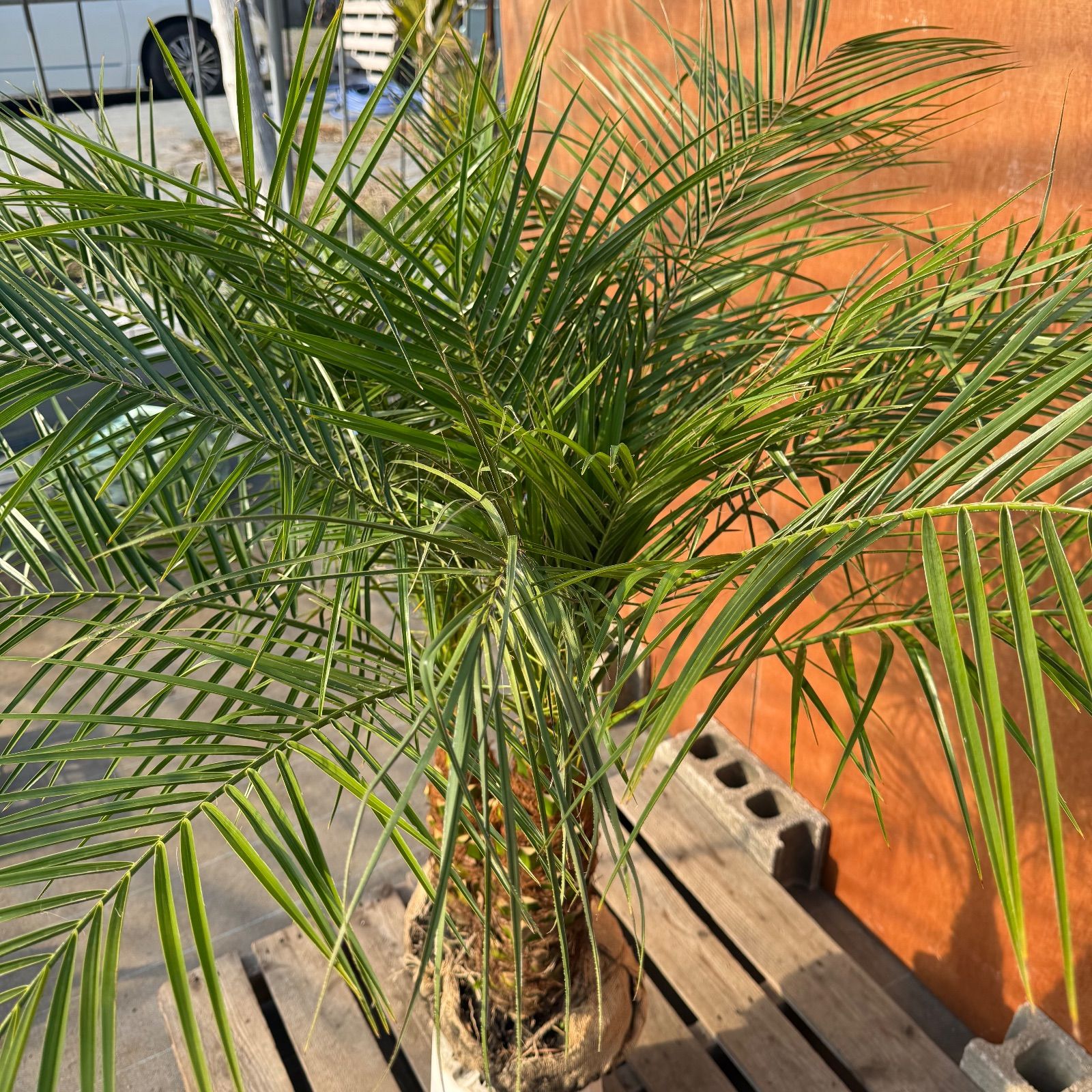 限定株】フェニックス・ロベレニー🌴 2本立ち 希少な極太幹✨ 葉先約