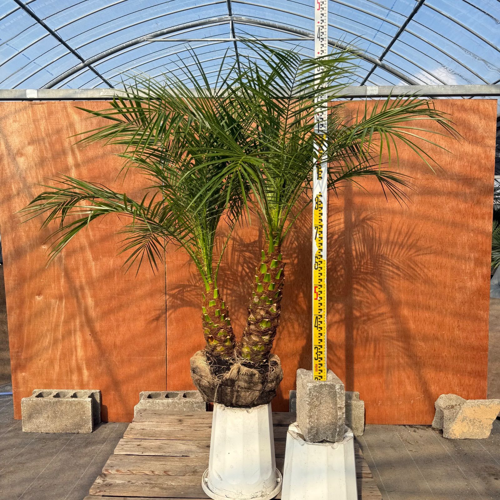 限定株】フェニックス・ロベレニー🌴 2本立ち 希少な極太幹✨ 葉先約