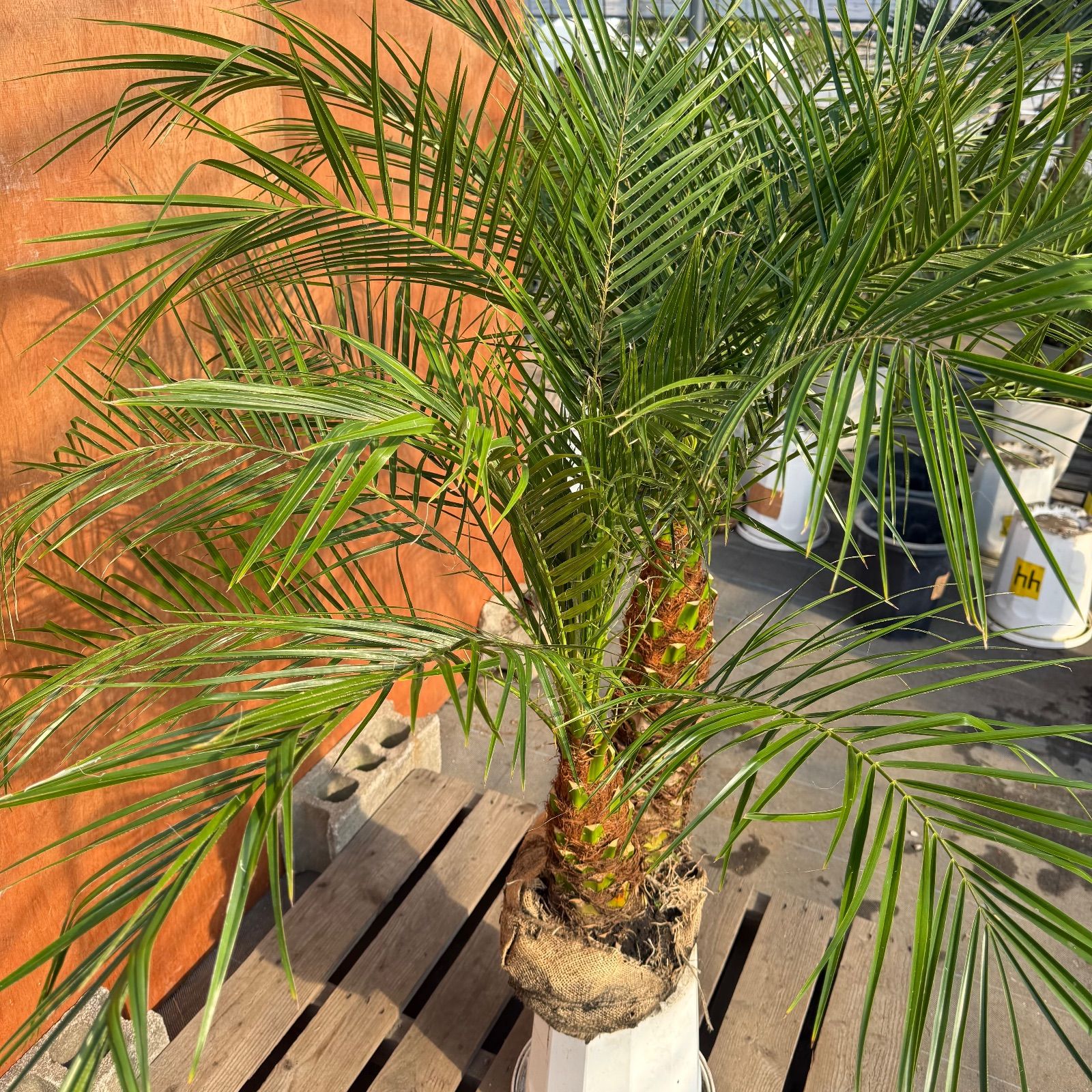 限定株】フェニックス・ロベレニー🌴 2本立ち 希少な極太幹✨ 葉先約